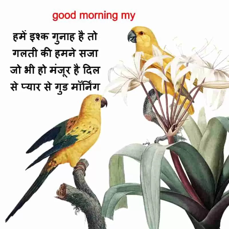 good morning dear_I just want you in hindi