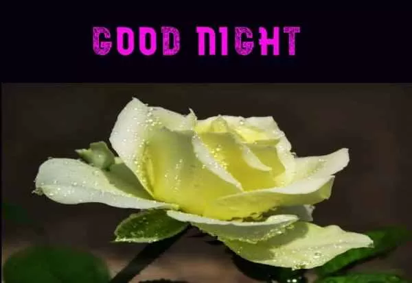 good night rose